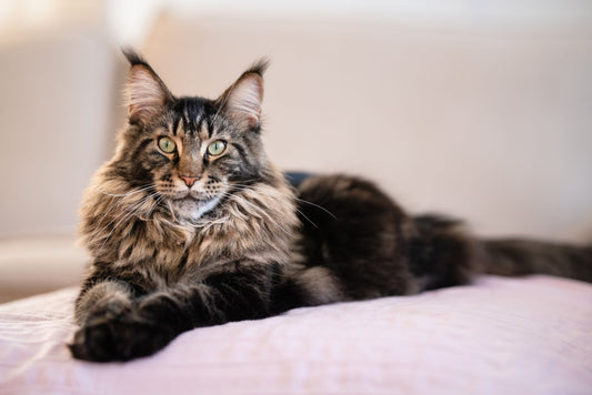 The Ultimate Maine Coon Grooming Guide!